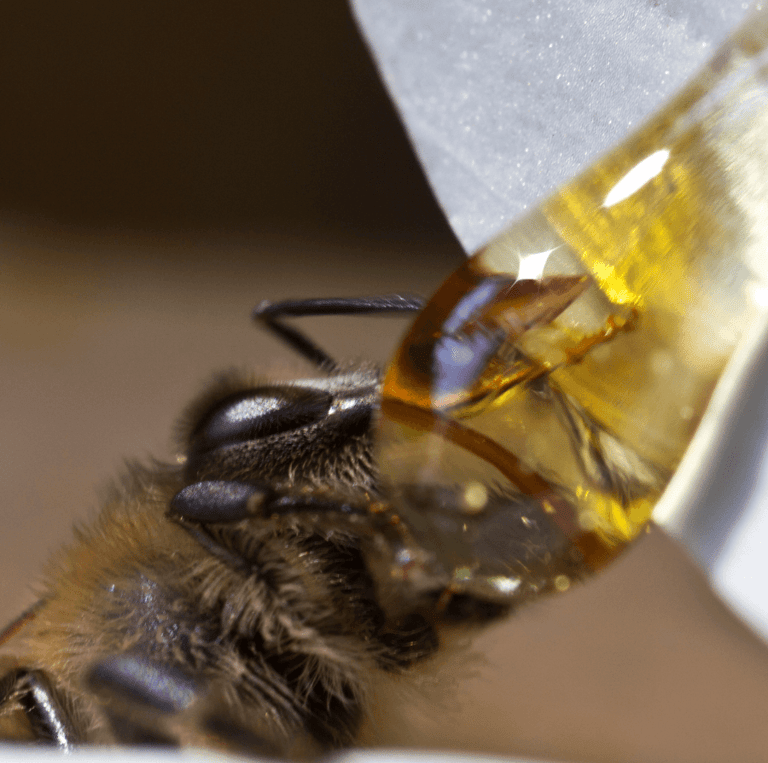 bee making honey