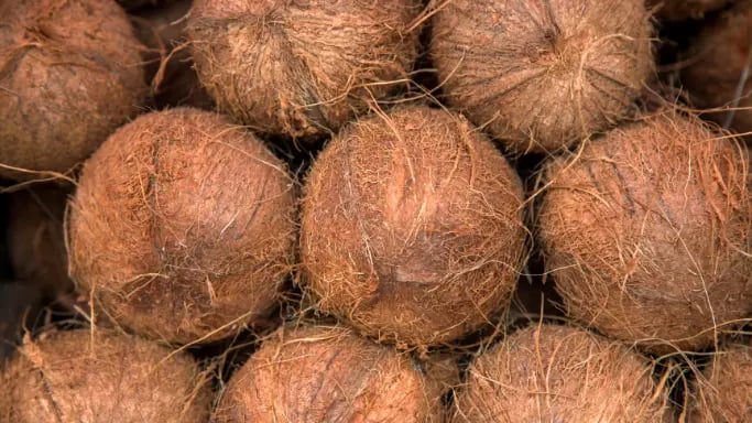 Coconut From Sulawesi Indonesia