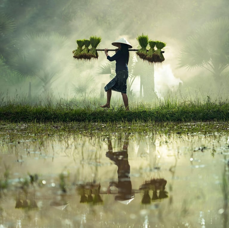 Indonesian farmers supplier moringa & coconut - adely eco nusantara