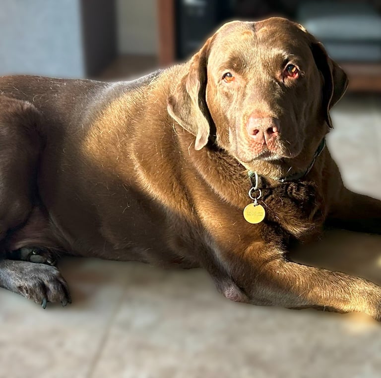 Chocolate lab laying in the sunshine