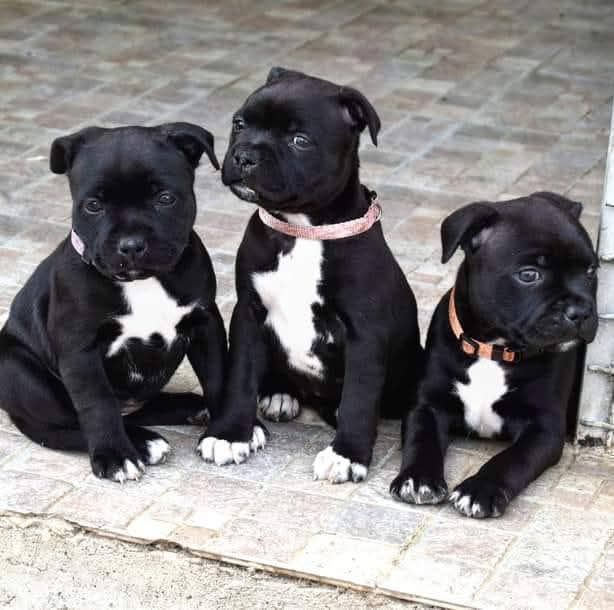 Tre cuccioli di Staffordshire Bull Terrier neri con macchie bianche che prendono il sole in veranda