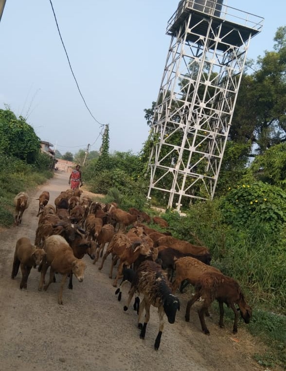 flock of sheep