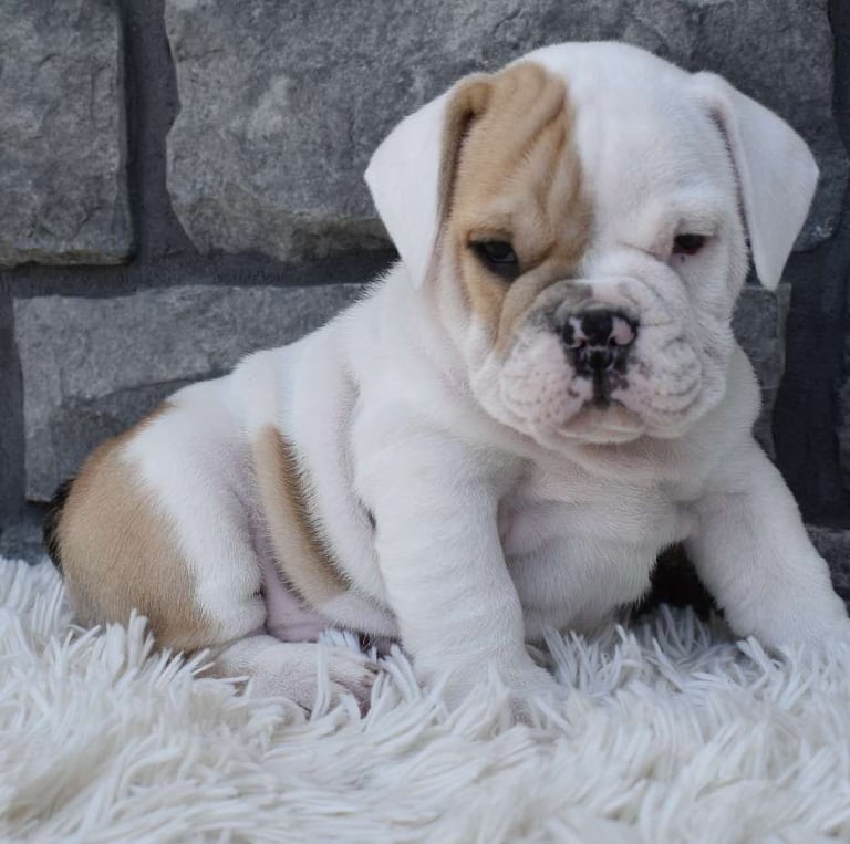baebull puppies for sale