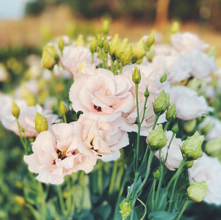 Specialty cut flowers in Medford Oregon