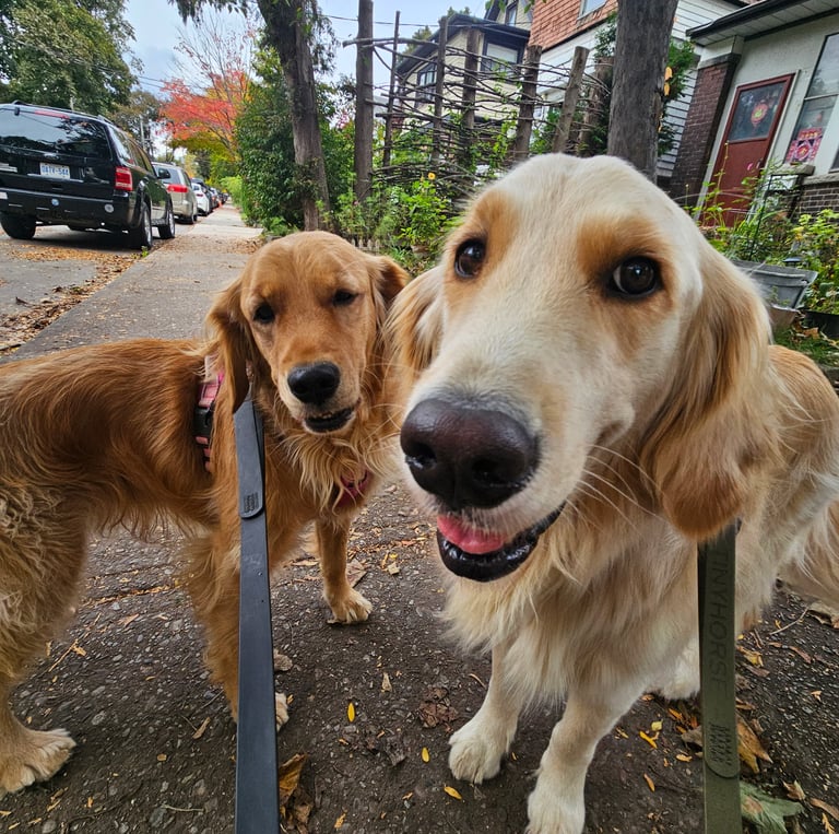 Dog Walker for these golden retrievers in Leslieville Neighbourhood