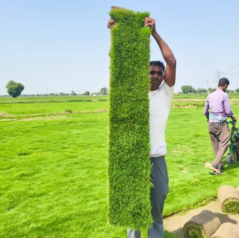 lawn grass suppliers Andhra Pradesh