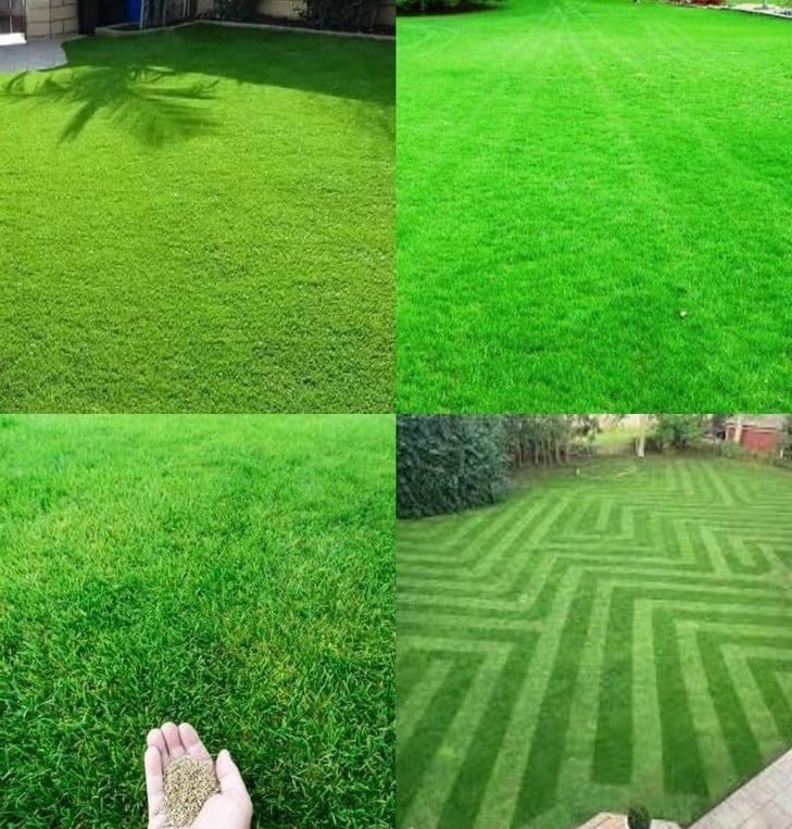 lawn grass suppliers in Vijayawada