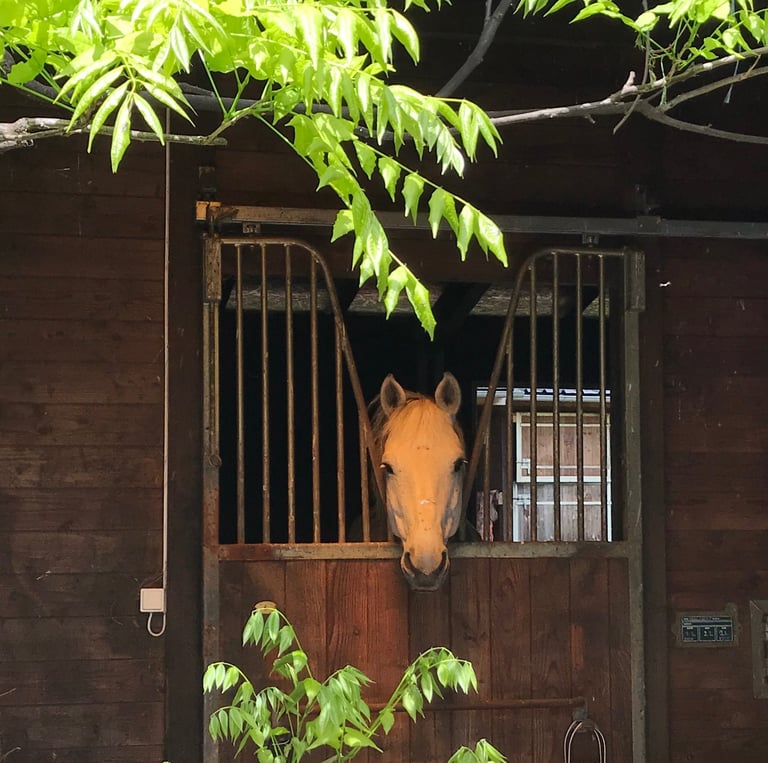 Ecurie barn stables cso nevers