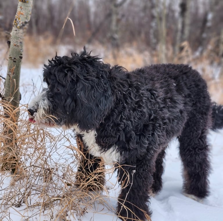 a black dog is standing in the snow