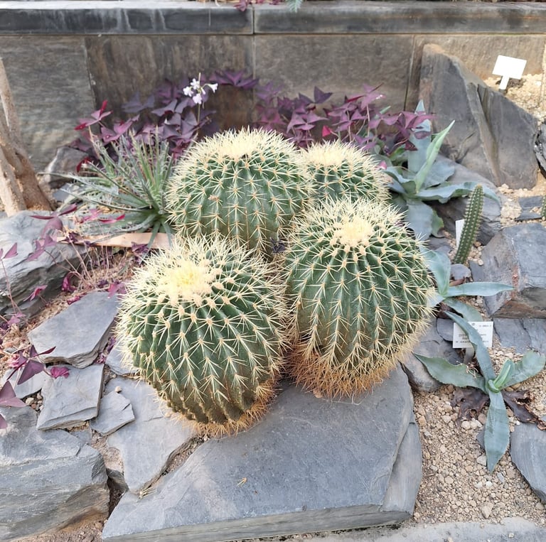 four barrel cactus plants in a outdoor garden with stones
