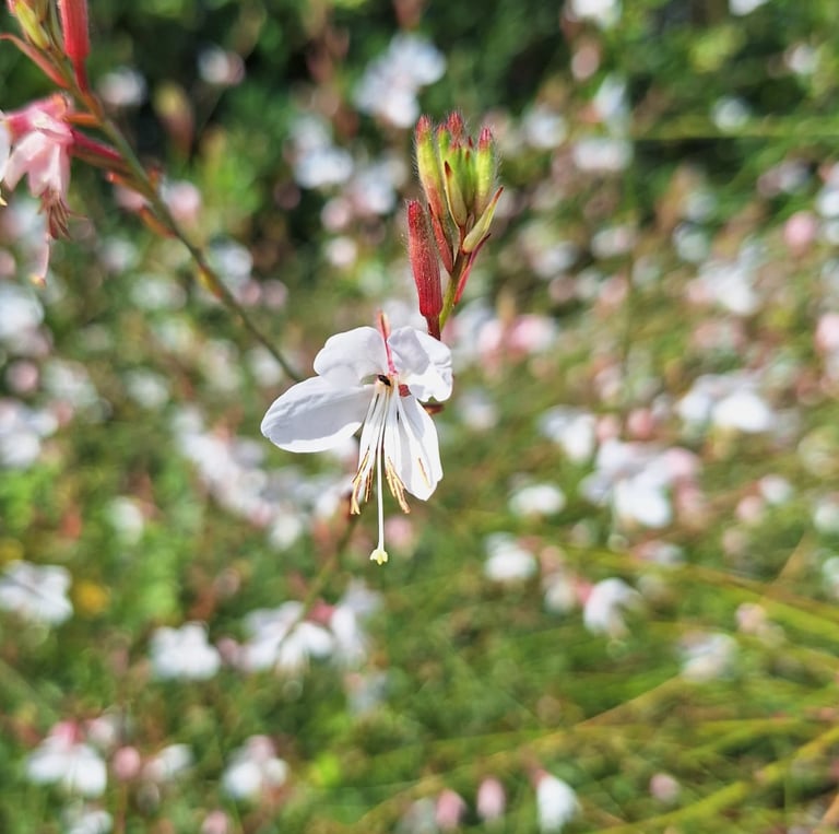 a white flower blooming in summertime