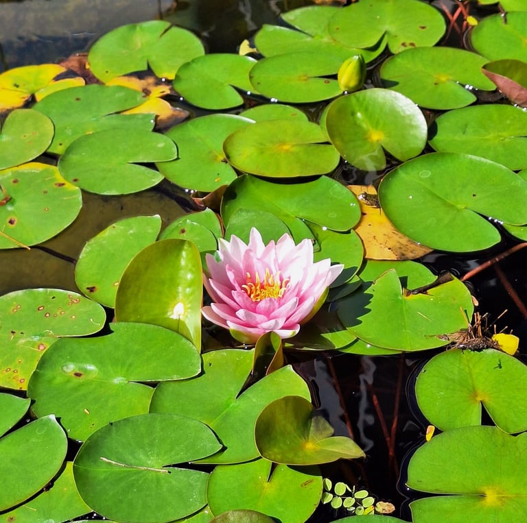 a pink water flower in a pond named Anna Epple