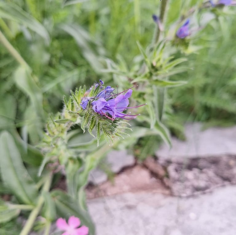 one purle flower in a grassfield
