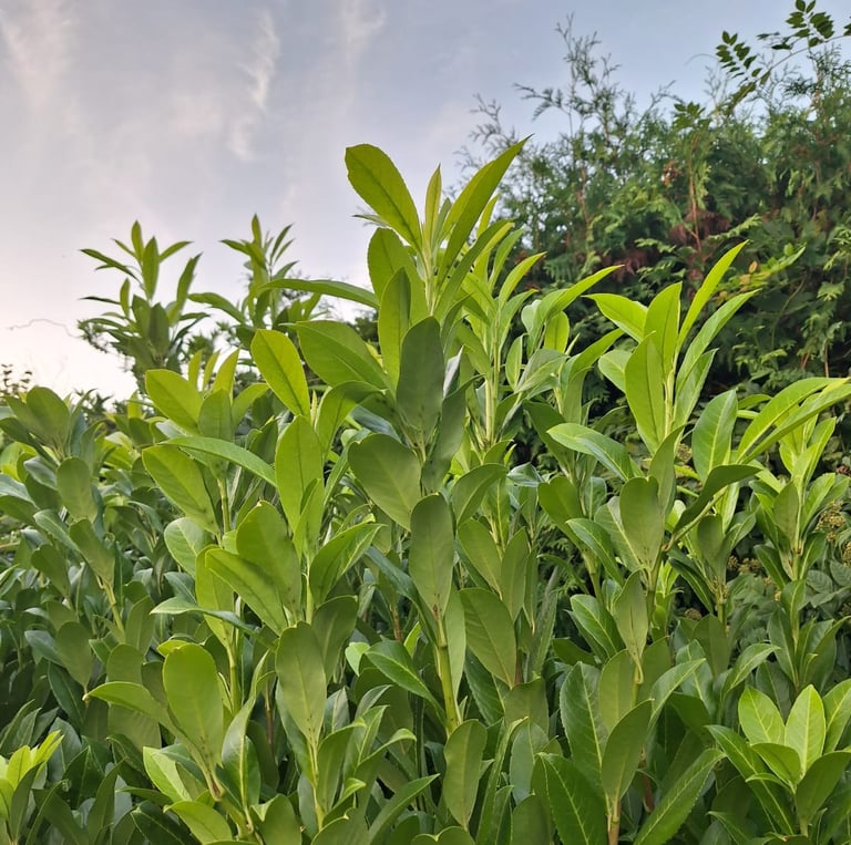 green deer resistant Inkberry Holly leaves