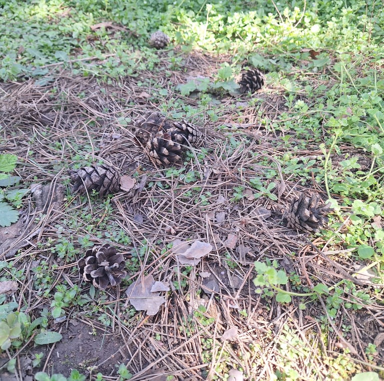 a garden surface with pine needles and cones