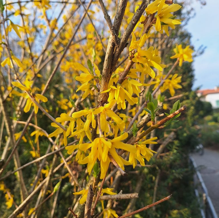 a Forsythia bush with a bunch of blooms