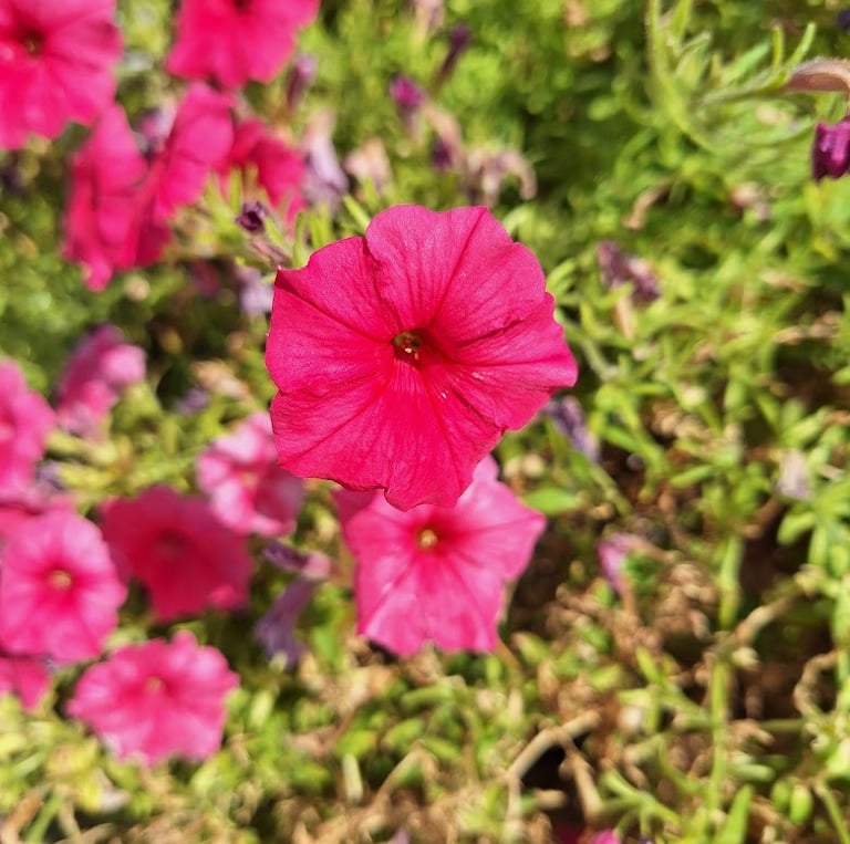 multiple bright red Million Bell flowers
