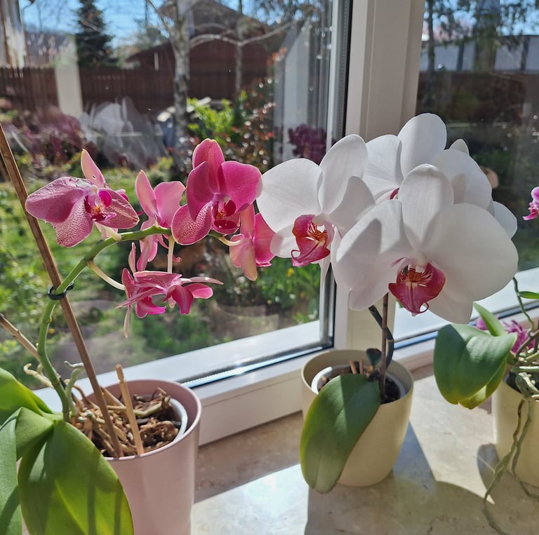 multiple colorful flowering Orchids