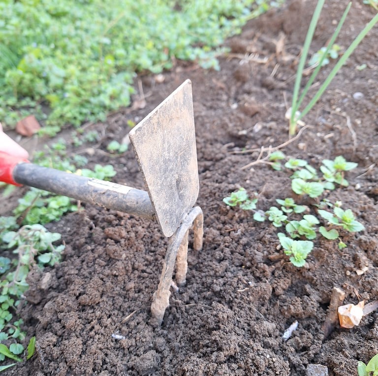 a person preparing the planting site for planting perennials