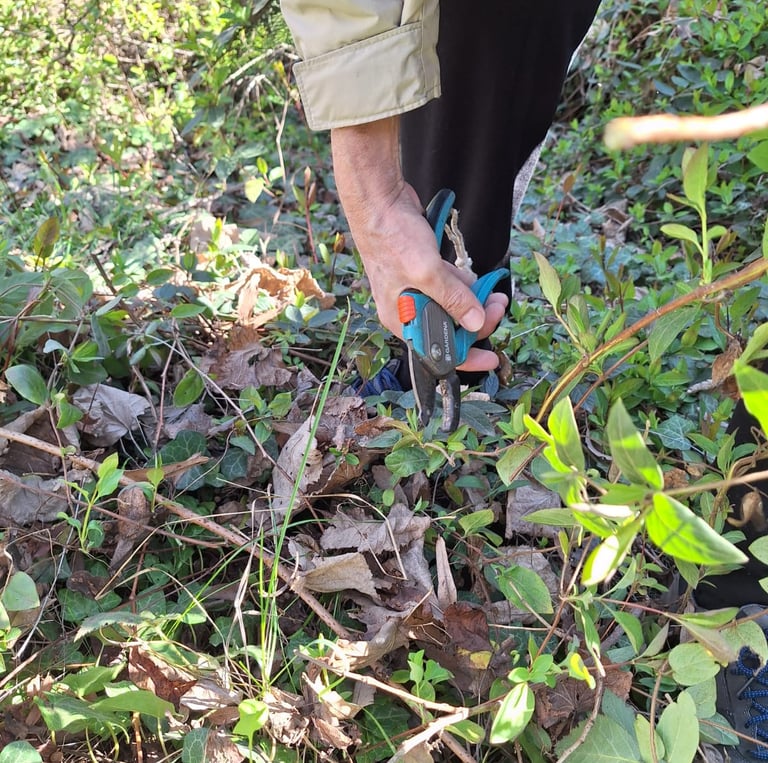 a preson trimming a bush in our garden