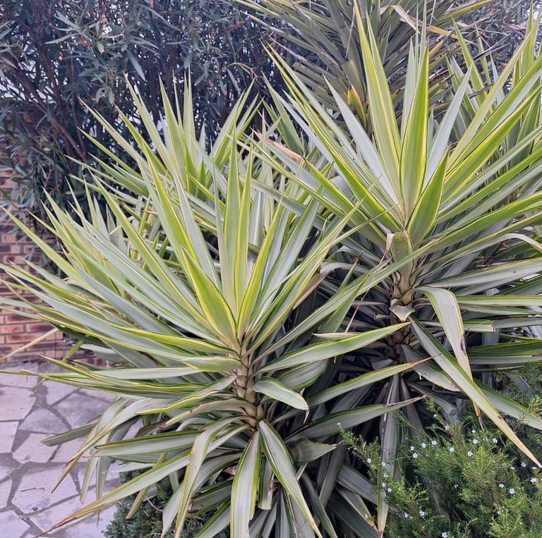 two Yucca perennial plants growing together