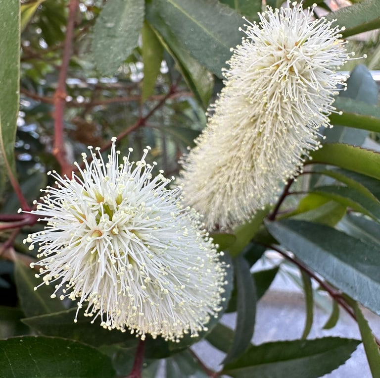 a shade bush rapidly growing called Dwarf Fothergilla