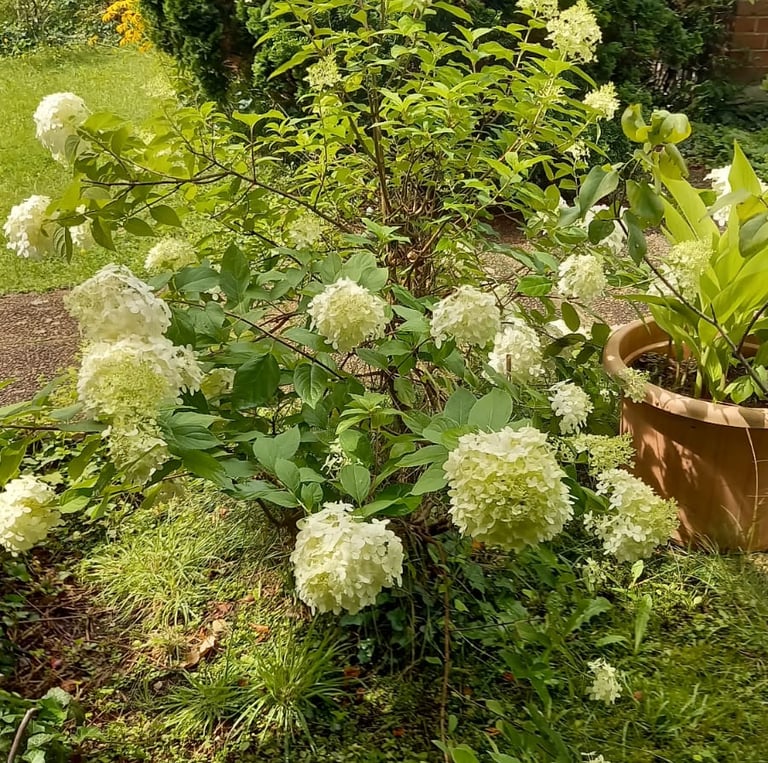 an ornamental bush with white flowers called Viburnum