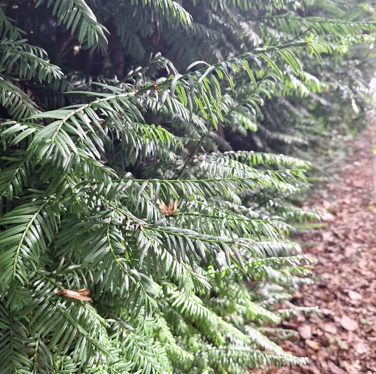 many green pine needles of the English Yew
