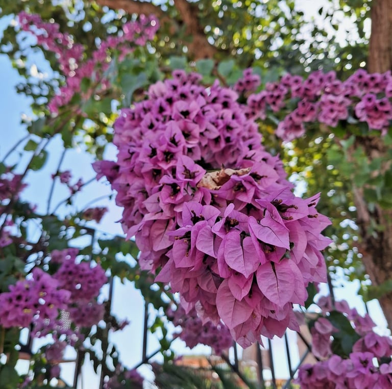 multiple pink Lilac flowers in a stem