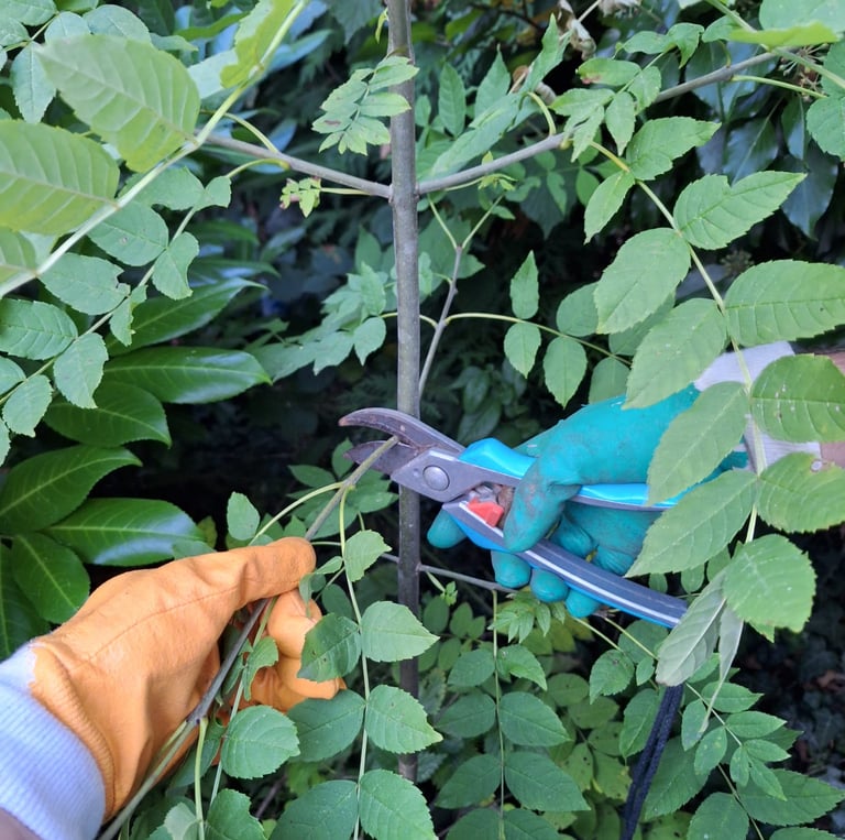 a person prunning a smal tree