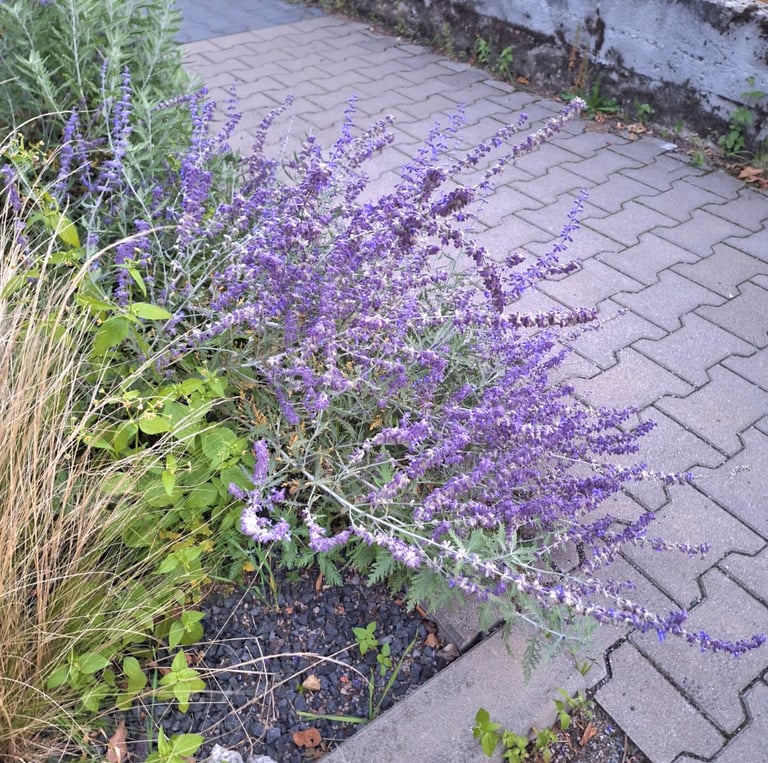the purple flowering Russian Sage