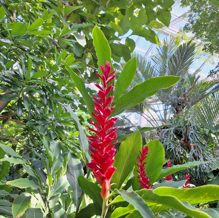 long red flowering stems named Red Ginger