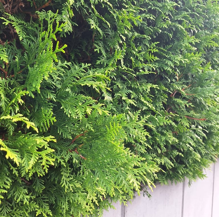 a evergreen Thuja Occidentalis high shrub for privacy
