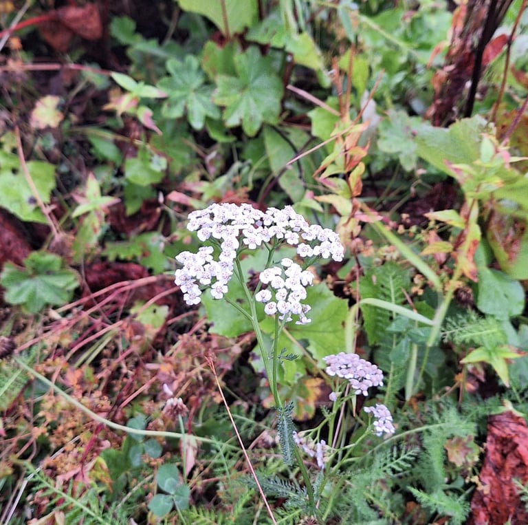 a weed with small white flowering clusters