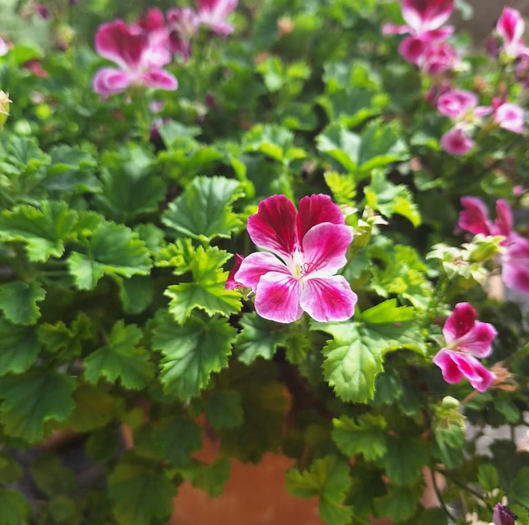 a flowering shrub planted in a planter