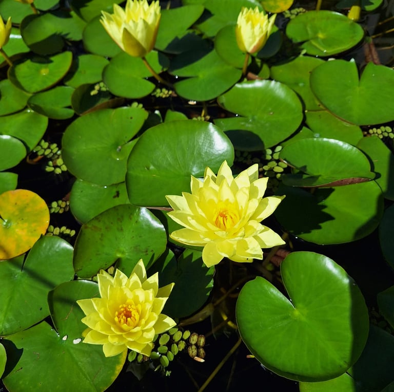two yellow Tony Tomocik water flowers