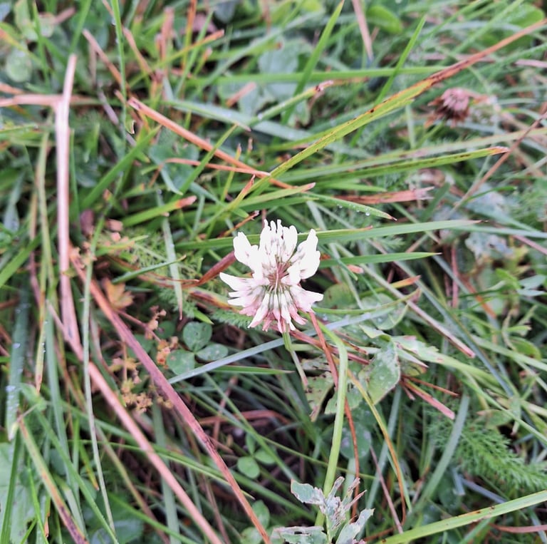 A small Pale Clover in a grassy place