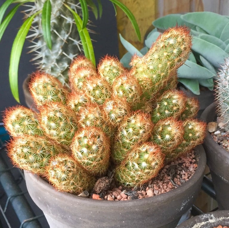 the Lady Finger Cactus with orange spines