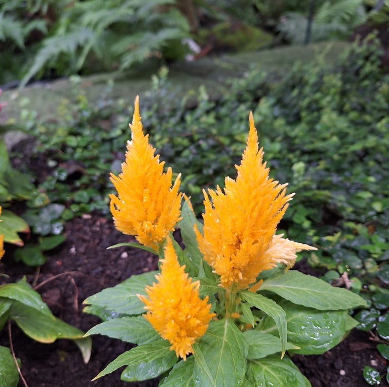 a plant with three yellow flowers in a garden