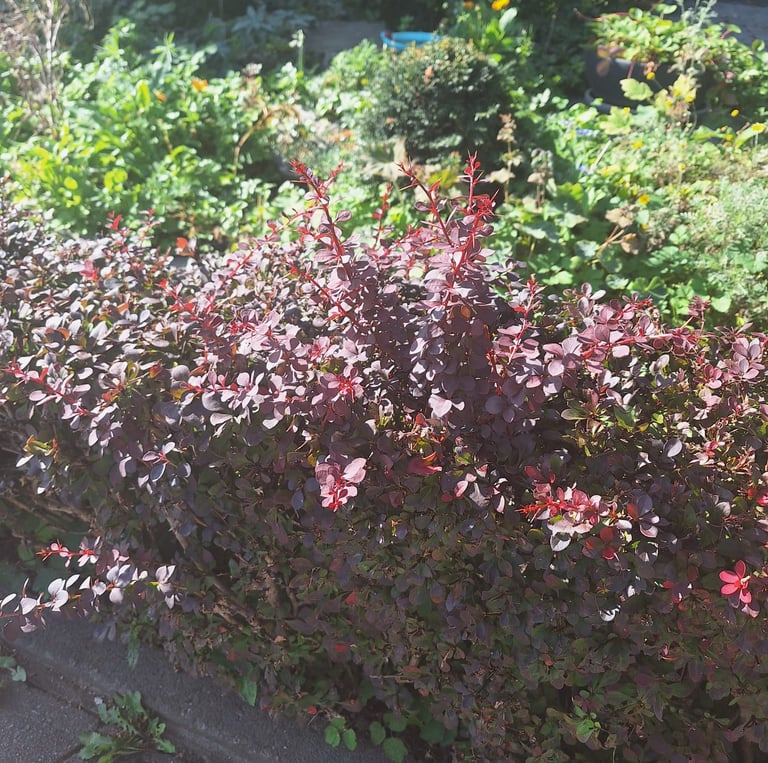 a red Barberry hedge with small thorns