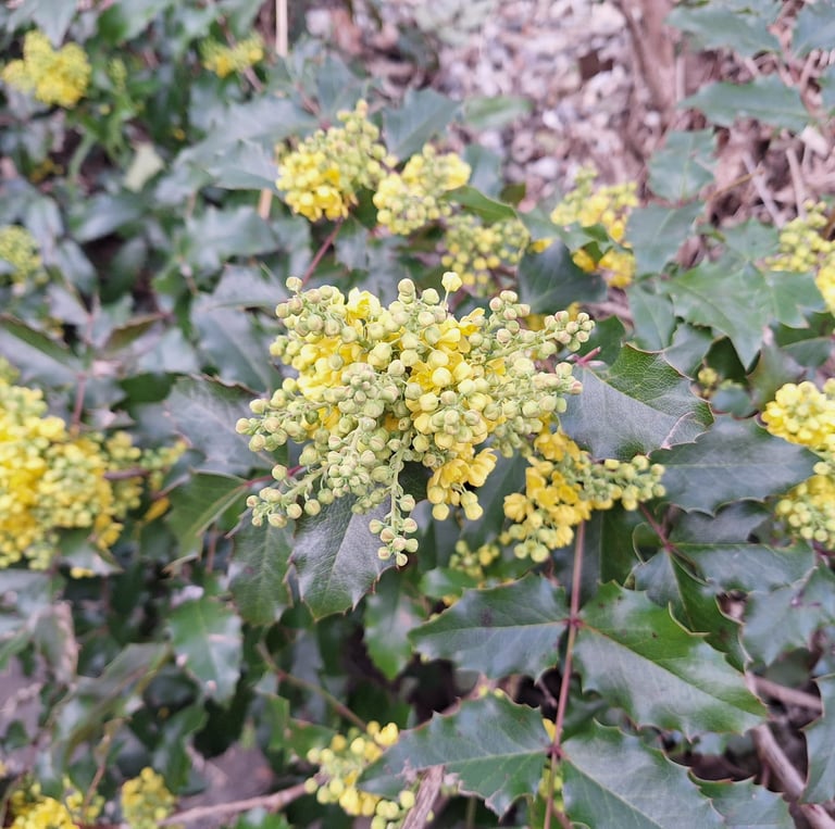 a flowering Leatherleaf Mahonia which is deer resistant