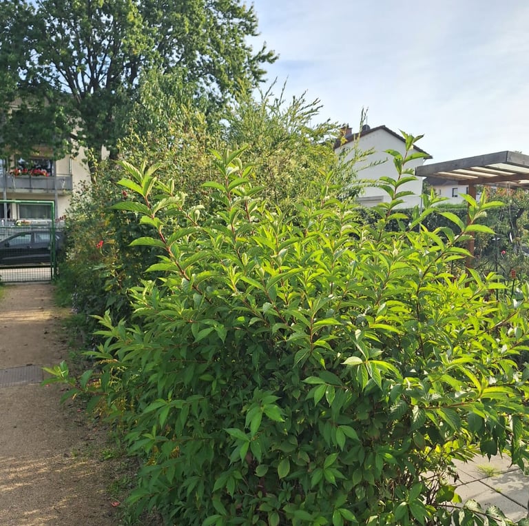 a green bush with many leaves