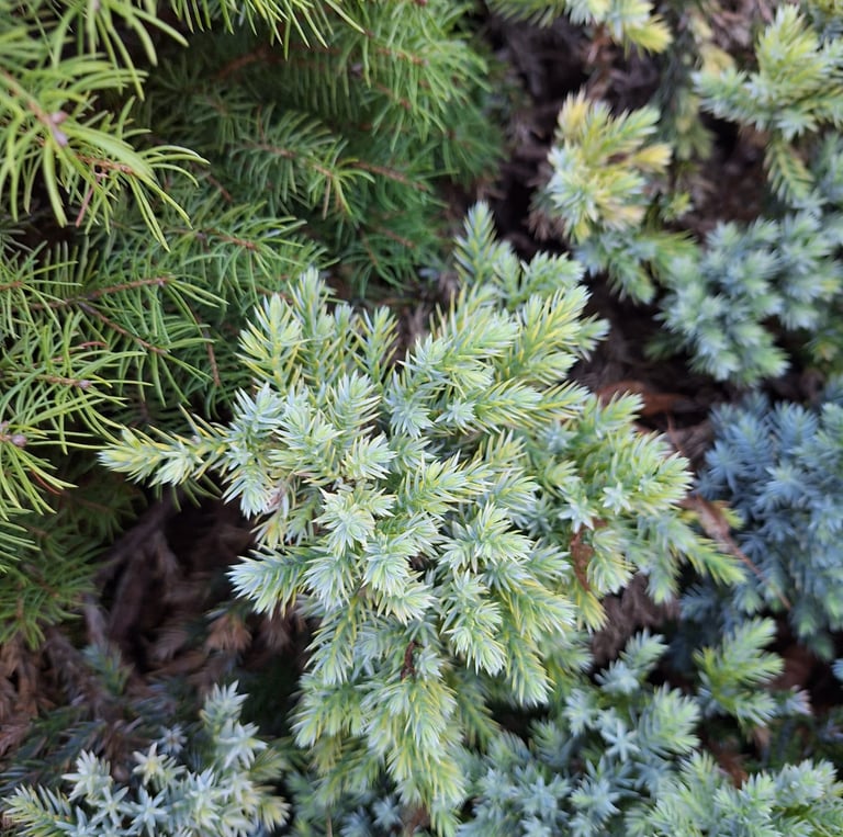 one cypress shrub with a blue-white colored foliage