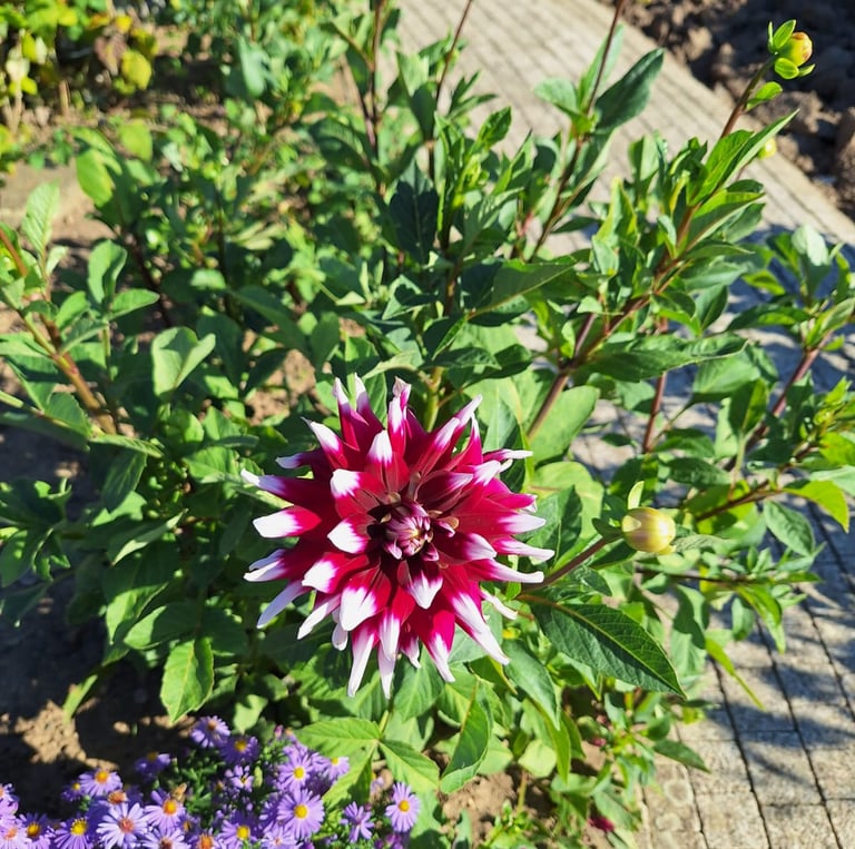 a Linnaea × Grandiflora shrub with a big red-white flower