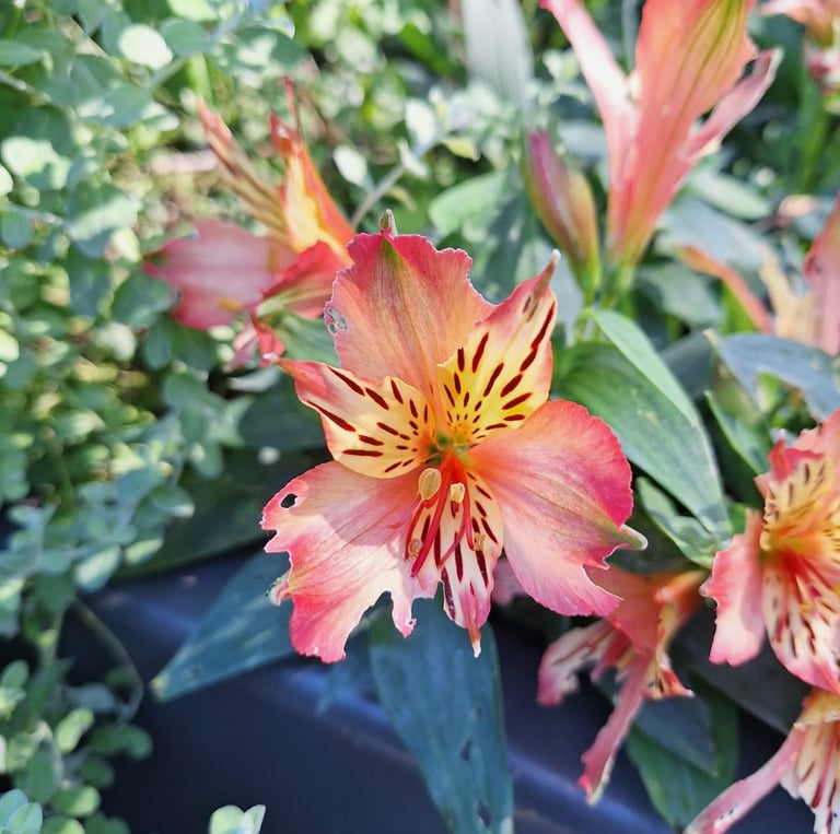 a colorful Japanese flower named Peruvian Lily