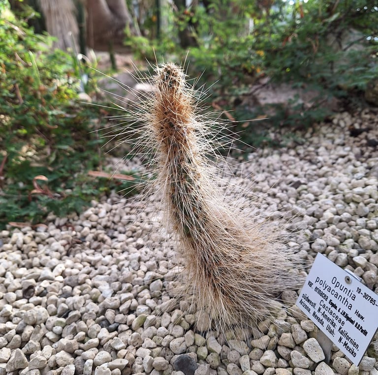 a South American Silver Torch cactus