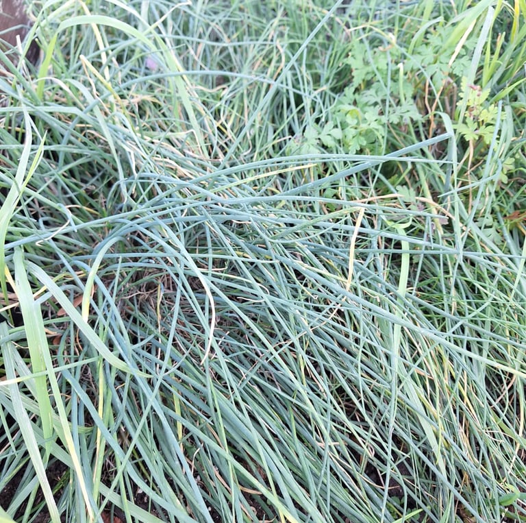 multiple long, green Chive plants growing in a garden
