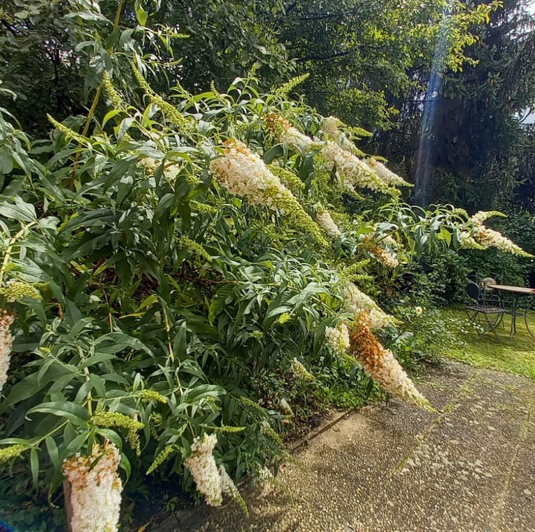 big Butterfly bushes with white flowers in a garden