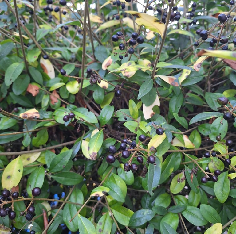 fast growing Cerry Laurel bushes