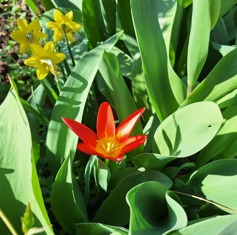 a Dwarf Dalily flower in full sun